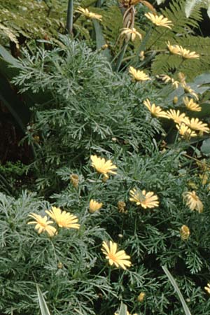 Argyranthemum frutescens \ Strauchmargerite, Teneriffa Icod de los Vinos 19.2.1989