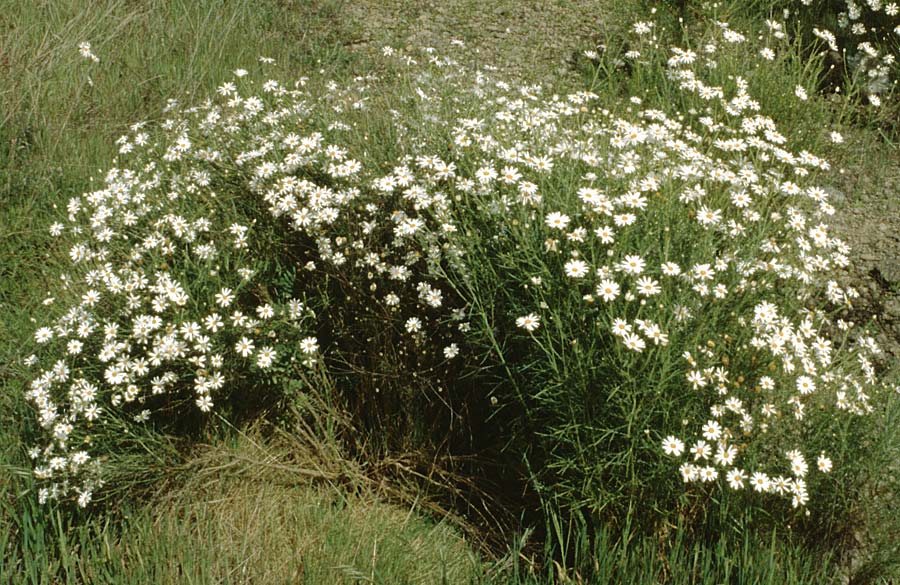 Argyranthemum gracile \ Zierliche Strauchmargerite, Teneriffa Guia de Isora 20.2.1989