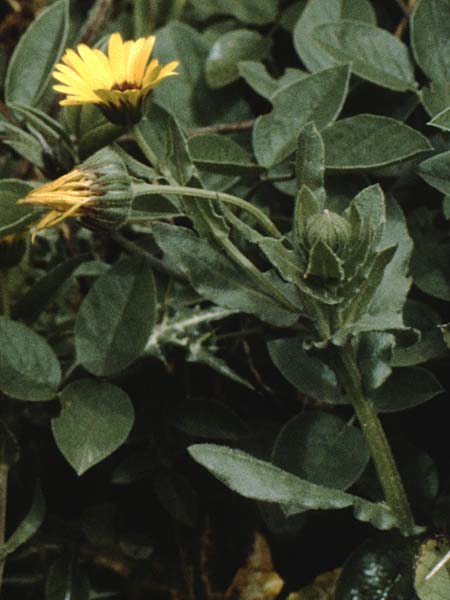 Calendula bicolor / Two-Colored Marigold, Teneriffa Esperanza 13.2.1989