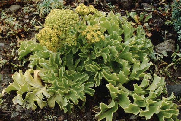 Astydamia latifolia \ Nymphen-Dolde / Astydamia, Teneriffa Taganana 16.2.1989