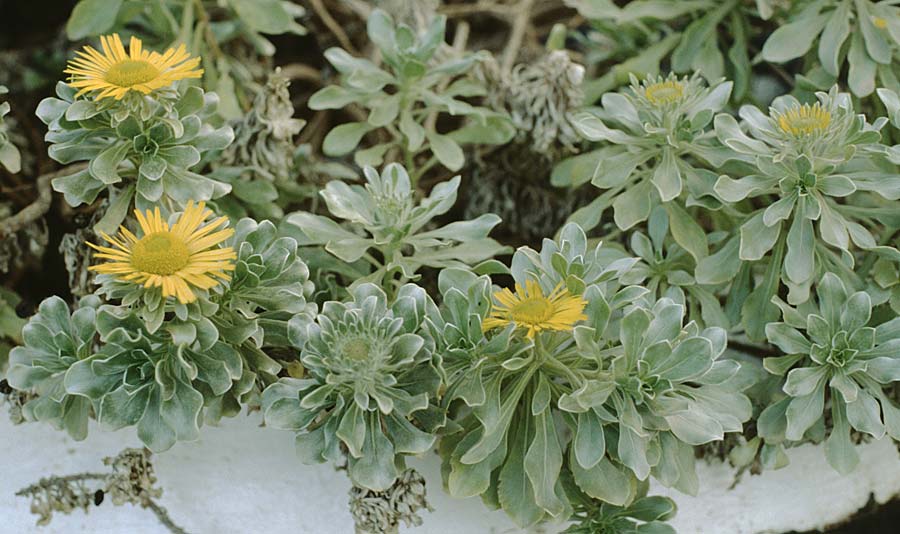 Asteriscus sericeus ? \ Kanarischer Strandstern, Teneriffa Puerto de la Cruz 19.2.1989