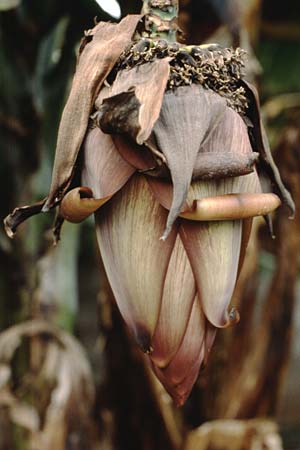 Musa acuminata / Dessert Banana, Teneriffa Puerto de la Cruz 16.2.1989