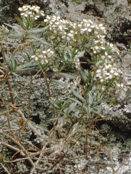 Lobularia intermedia \ Kanaren-Silberkraut / Canary Island Alison, Teneriffa Aguamansa 18.2.1989