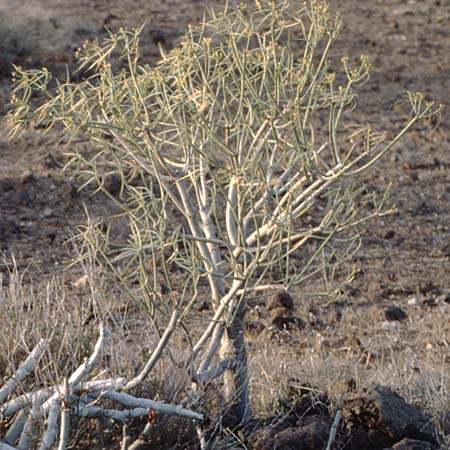 Euphorbia broussonetii \ Broussonets Wolfsmilch, Teneriffa Vilaflor 12.2.1989