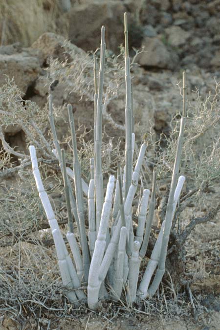 Ceropegia fusca \ Rotbraune Leuchterblume, Teneriffa El Conde 12.2.1989