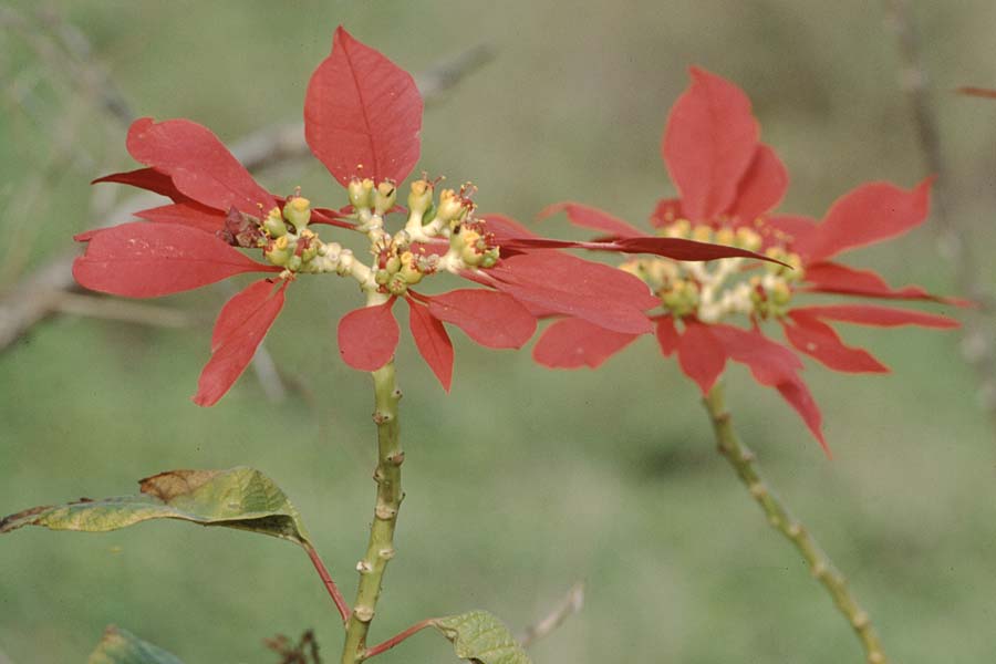 Euphorbia pulcherrima / Painted Leaf, Common Poinsettia, Teneriffa Puerto de la Cruz 5.1.1998