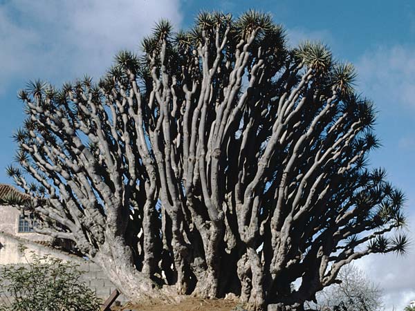 Dracaena draco \ Kanarischer Drachenbaum, Teneriffa La Laguna 10.2.1989