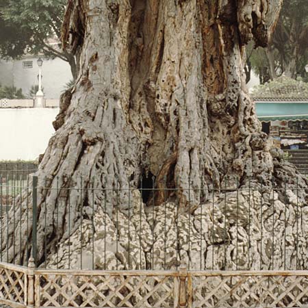 Dracaena draco \ Kanarischer Drachenbaum, Teneriffa Icod de los Vinos 14.2.1989