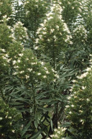 Echium giganteum ? \ Riesengroer Natternkopf / Giant Bugloss, Teneriffa Puerto de la Cruz 9.2.1989