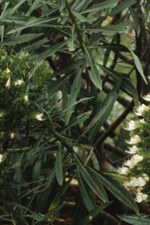 Echium giganteum ? \ Riesengroer Natternkopf / Giant Bugloss, Teneriffa Puerto de la Cruz 9.2.1989