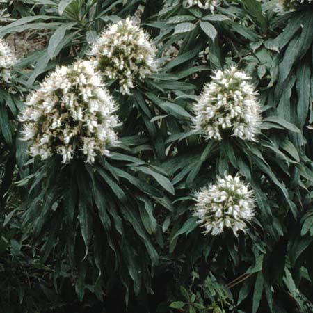 Echium giganteum ? \ Riesengroer Natternkopf / Giant Bugloss, Teneriffa San Marco 19.2.1989