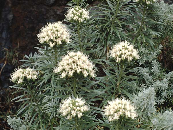 Echium leucophaeum \ Weibrauner Natternkopf, Teneriffa Anaga 16.2.1989