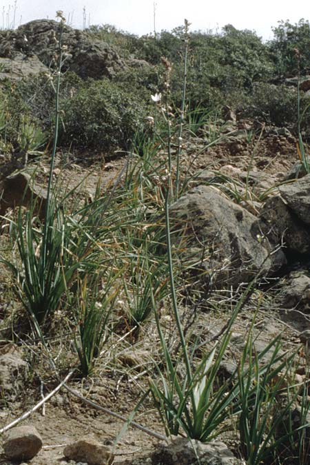 Asphodelus fistulosus \ Rhriger Affodill / Hollow-Leaved Asphodel, Teneriffa Guia de Isora 20.2.1989