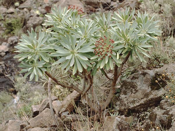 Euphorbia atropurpurea \ Dunkelpurpurrote Wolfsmilch / Bush Spurge, Teneriffa Lomo di Masca 14.2.1989