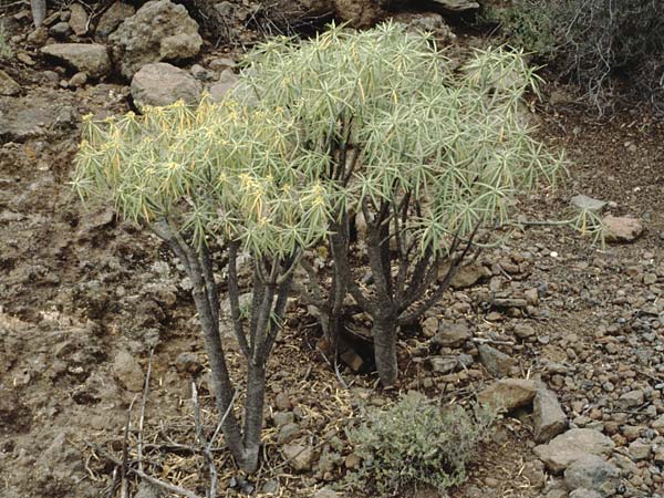 Euphorbia broussonetii \ Broussonets Wolfsmilch, Teneriffa Chio 20.2.1989