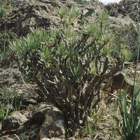 Kleinia neriifolia / Canary Island Candle Plant, Teneriffa Guia de Isora 20.2.1989