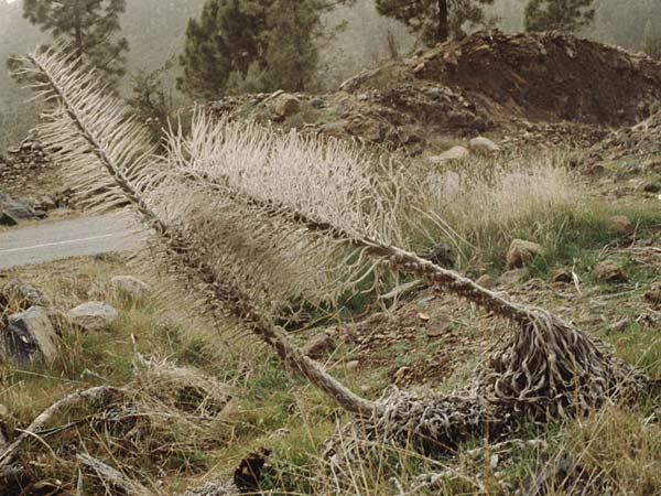 Echium wildpretii \ Wildprets Natternkopf / Wildpret's Viper's Bugloss, Teneriffa Caadas 17.2.1989