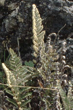 Cosentinia vellea \ Wolliger Pelzfarn / Scaly Cheilanthes, Wooly Lip Fern, Teneriffa Chio 17.2.1989