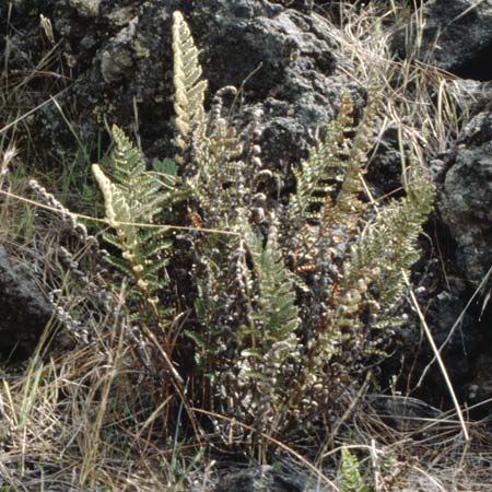 Cosentinia vellea \ Wolliger Pelzfarn / Scaly Cheilanthes, Wooly Lip Fern, Teneriffa Chio 17.2.1989