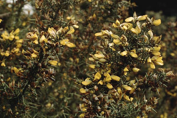 Ulex europaeus \ Europischer Stechginster / Gorse, Teneriffa Icod de los Vinos 14.2.1989