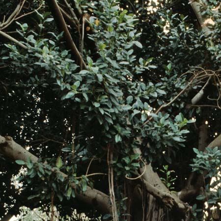 Ficus elastica / Rubber Plant, Teneriffa Icod de los Vinos 19.2.1989