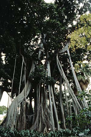 Ficus elastica / Rubber Plant, Teneriffa Puerto de la Cruz 31.12.2004