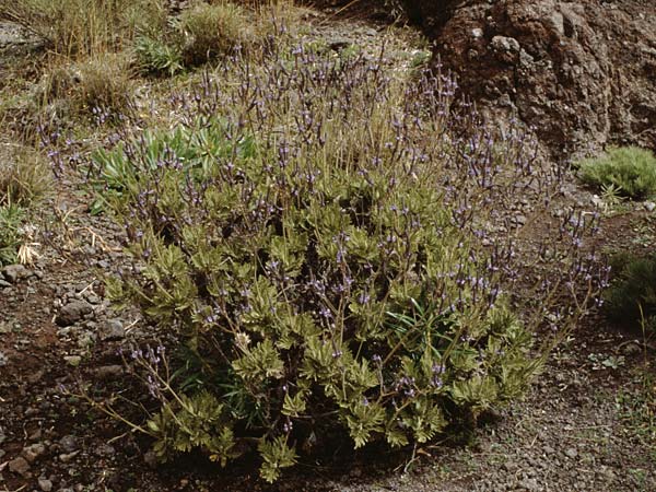 Lavandula canariensis \ Kanarischer Lavendel / Canarian Lavender, Teneriffa Masca 14.2.1989