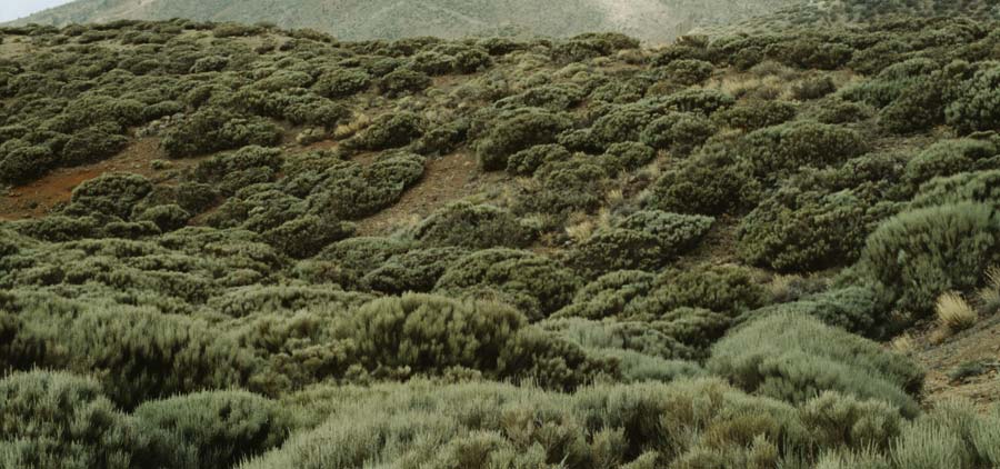 Adenocarpus viscosus \ Klebriger Drsenginster / Teide Sticky Broom, Teneriffa Caadas 15.2.1989