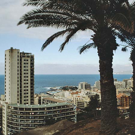 Phoenix canariensis \ Kanarische Dattelpalme, Teneriffa Puerto de la Cruz 9.2.1989