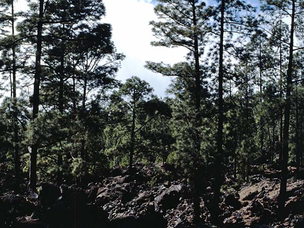 Pinus canariensis / Canary Island Pine, Teneriffa Caadas 11.2.1989