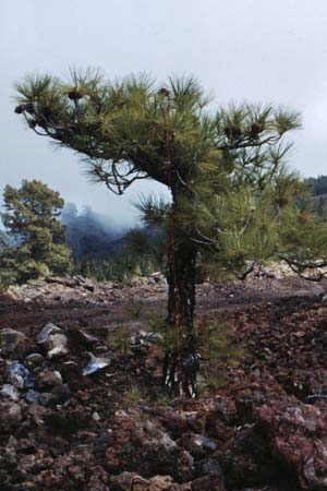 Pinus canariensis / Canary Island Pine, Teneriffa Caadas 11.2.1989