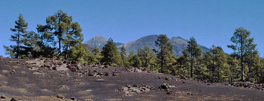 Pinus canariensis / Canary Island Pine, Teneriffa Caadas 11.2.1989