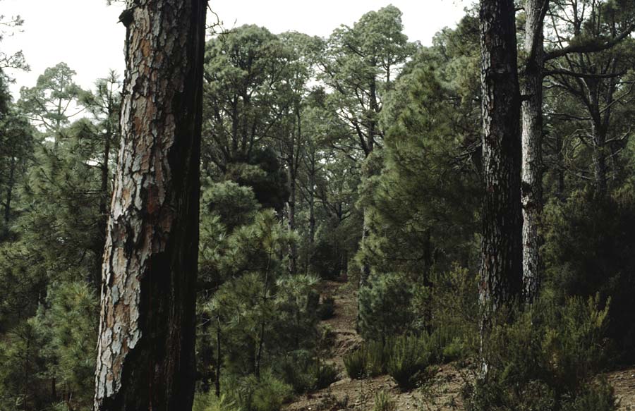 Pinus canariensis / Canary Island Pine, Teneriffa Esperanza 13.2.1989