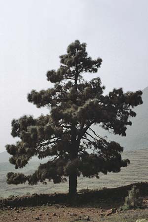 Pinus canariensis \ Kanarische Kiefer, Teneriffa Cañadas 15.2.1989