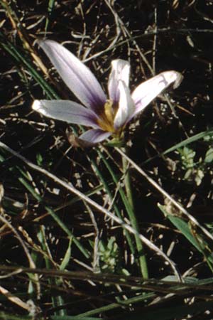 Romulea columnae \ Colonnas Scheinkrokus / Colonna's Sand Crocus, Teneriffa Guia de Isora 20.2.1989