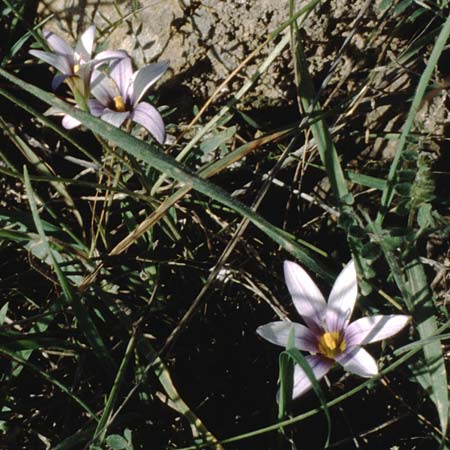 Romulea columnae \ Colonnas Scheinkrokus / Colonna's Sand Crocus, Teneriffa Guia de Isora 20.2.1989