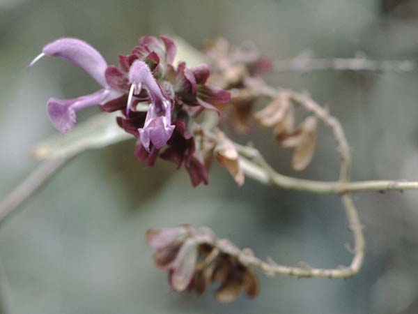 Salvia canariensis / Canary Island Sage, Teneriffa Puerto de la Cruz 31.12.2004