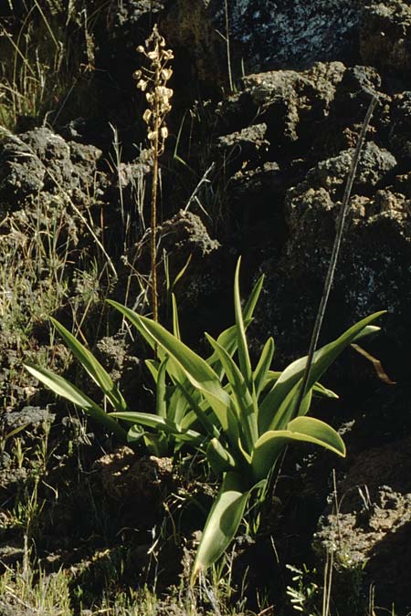 Scilla haemorrhoidalis \ Rotschftiger Blaustern / Canary Blue Squill, Teneriffa Santiago de Teide 11.2.1989