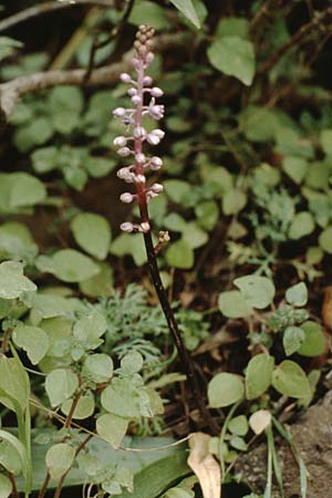 Scilla haemorrhoidalis \ Rotschftiger Blaustern / Canary Blue Squill, Teneriffa Icod de los Vinos 14.2.1989