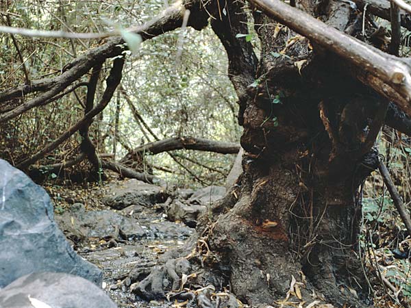 Salix canariensis \ Kanarische Weide / Canary Island Willow, Teneriffa Barranco del Infierno 12.2.1989