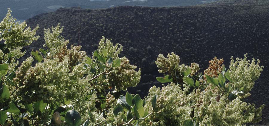 Rumex lunaria \ Kanaren-Ampfer, Mond-Ampfer, Teneriffa El Conde 12.2.1989