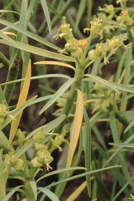 Euphorbia broussonetii \ Broussonets Wolfsmilch, Teneriffa Chio 20.2.1989