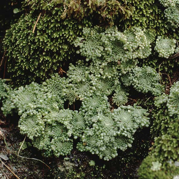 Monanthes pallens \ Bleiche Felswurz / Pale Monanthes, Teneriffa Icod de los Vinos 14.2.1989