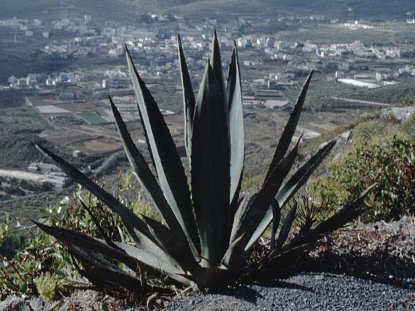 Agave americana \ Amerikanische Agave, Teneriffa El Conde 12.2.1989