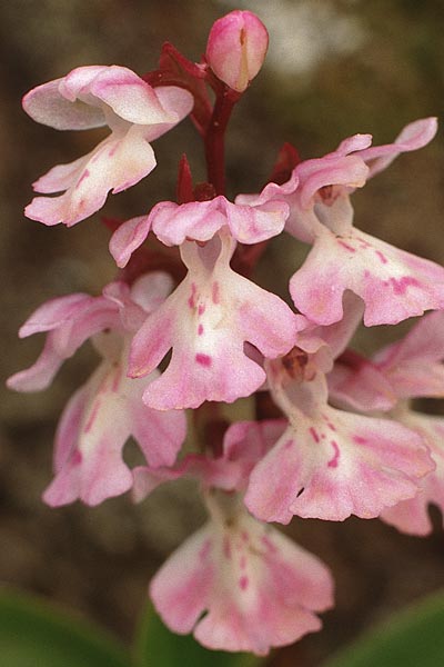 Orchis canariensis \ Kanaren-Knabenkraut / Canary Orchid, Teneriffa,  Lomo di Masca 14.2.1989 