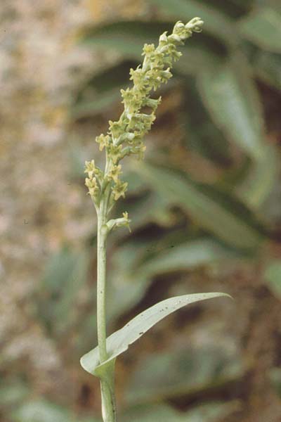 Gennaria diphylla \ Grünständel / Two-Leaved Gennaria, Teneriffa,  Anaga 13.2.1989 