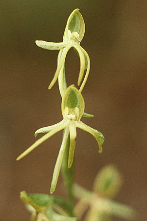 Habenaria tridactylites / Tree-lobed Habenaria, Teneriffa,  Anaga 13.2.1989 