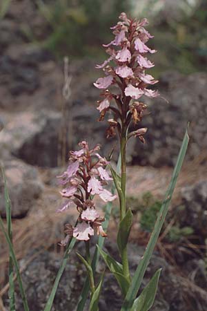 Barlia metlesicsiana \ Metlesics' Mastorchis / Metlesics' Giant Orchid, Teneriffa,  Chio 17.2.1989 