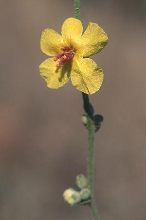 Verbascum sinuatum \ Gewelltblttrige Knigskerze / Wavyleaf Mullein, TR Alanya 13.11.2003