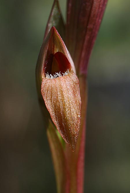 Serapias aphroditae \ Aphrodite-Zungenständel / Aphrodite's Serapias, TR  Cirali 29.3.2016 (Photo: Helmut Presser)